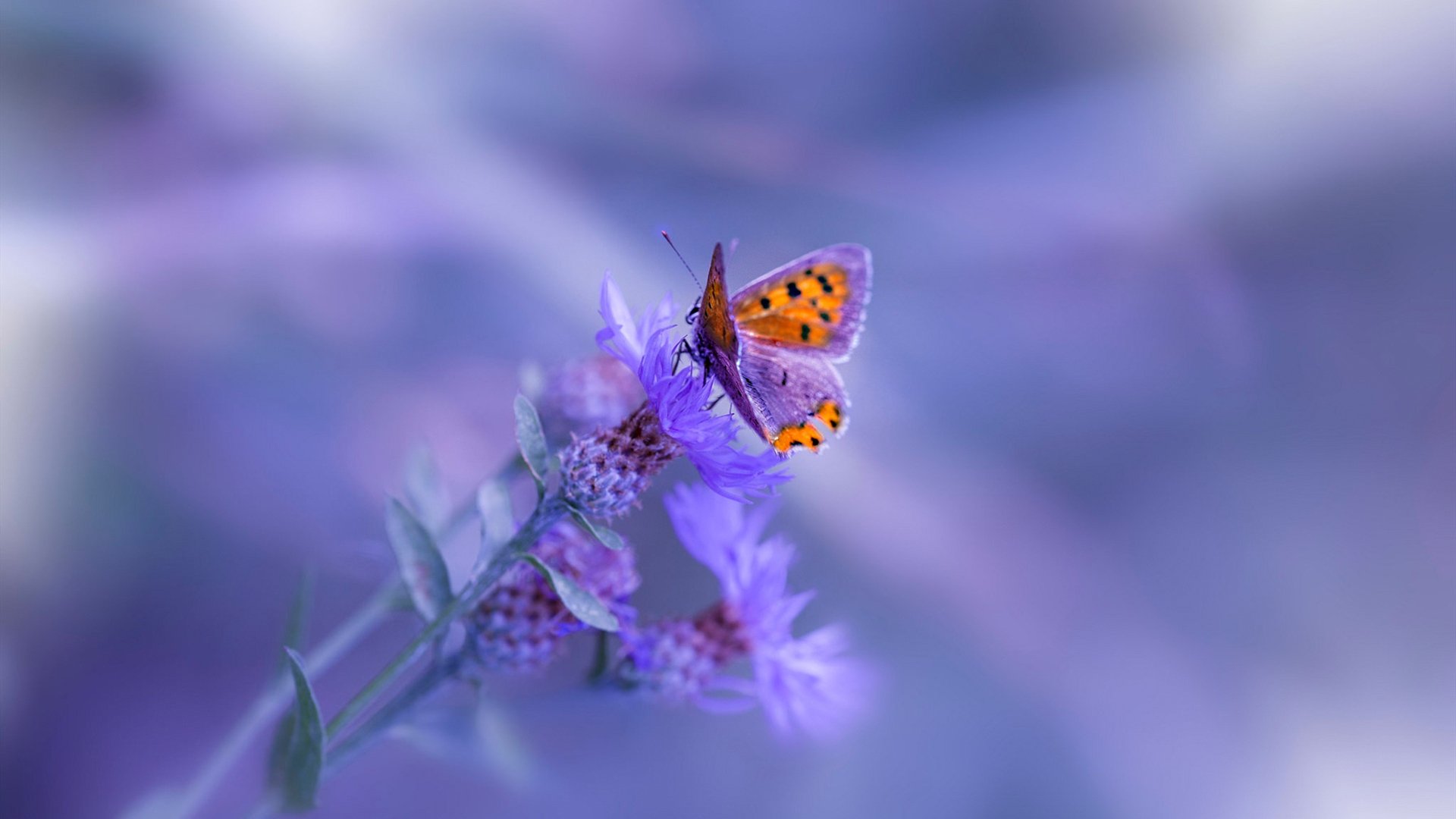 埃弗顿锋线冲击制造持续射门机会，埃弗顿强吗