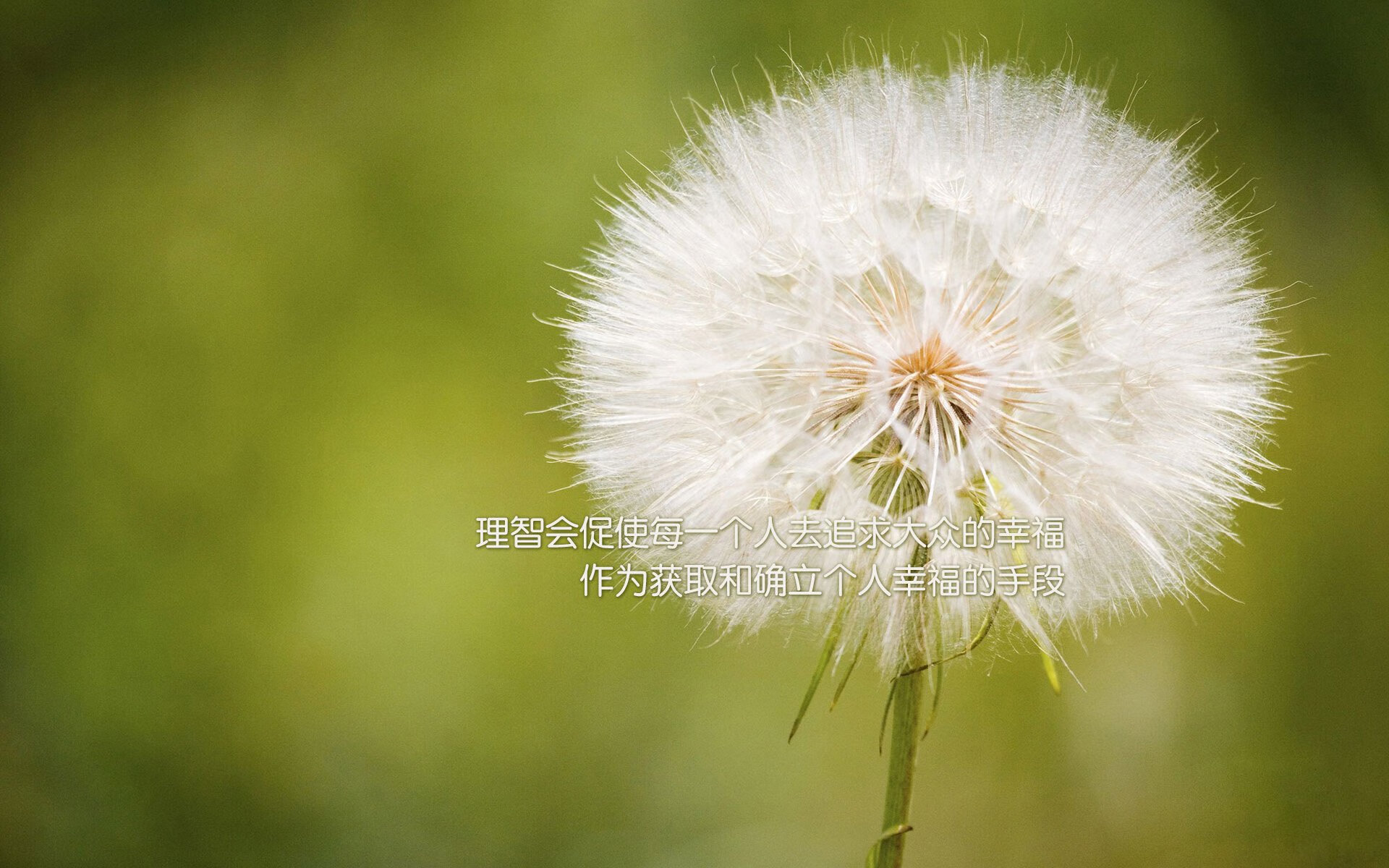 张本智和遭遇“滑铁卢”，止步国际赛事四强